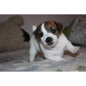 Registrerte Jack Russel valper for adopsjon