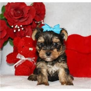 yorkshire terrier valper for adopsjon