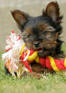 Yorkshire terrier valp for adopsjon