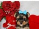 yorkshire terrier valper for adopsjon