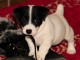 Jack Russell Terrier valper