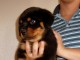 majestetiske Rottweiler valper for adopsjon.