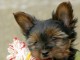 Yorkshire terrier valp for adopsjon