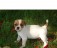 Registrerte Jack Russel valper for adopsjon