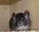 Norsk Champion chinchilla tilsalgs.