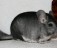 Norsk Champion chinchilla tilsalgs.